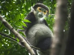 A black-shanked douc langur in Vietnam.