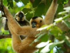 A yellow-cheeked gibbon in Vietnam.