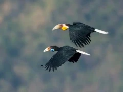 A pair of wreathed hornbill, in Vietnam.
