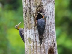 Great slaty woodpecker in Vietnam.