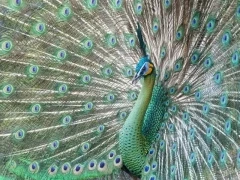 A green peafowl in Vietnam.