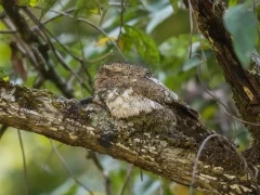 Hodgson's frogmouth in Vietnam.