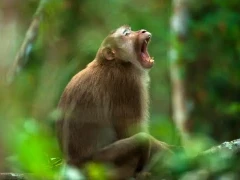 A northern pig-tailed macaque, Vietnam.