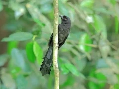 A ratchet-tailed treepie, in Vietnam.