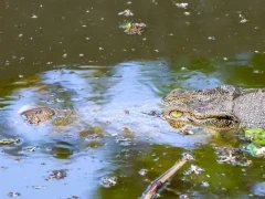 A Siamese crocodile in Vietnam.