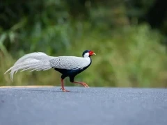 A silver pheasant in Vietnam.