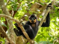 A yellow-cheek crested gibbon, in Vietnam.