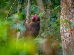 A stump-tailed macaque, Vietnam.