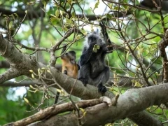 An Indochinese silvered langur in Vietnam.