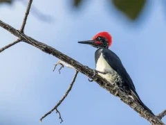 White-bellied woodpecker in Vietnam.