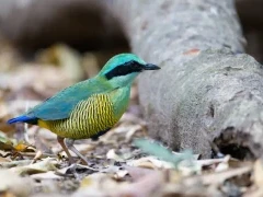 A bar-bellied pitta in Vietnam.