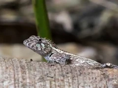 A blue-crested lizard in Vietnam.