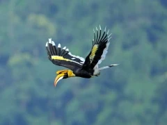 A great hornbill in Vietnam.