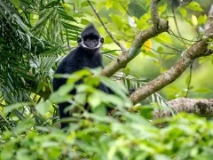 Hatinh langur in Vietnam
