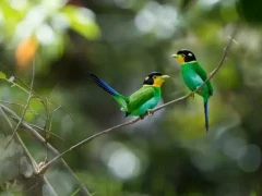 Two long-tailed broadbills, in Vietnam.