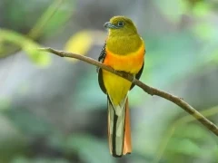 An orange-breasted trogon, in Vietnam.