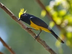 A sultan tit in Vietnam.