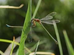 Ivory featherleg in Armenia.