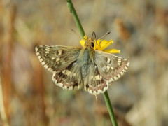 Sage skipper in Armenia.