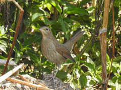 Thrush nightingale in Armenia.