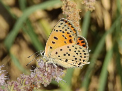 Turkish fiery copper in Armenia.