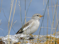 White-winged snowfinch in Armenia.