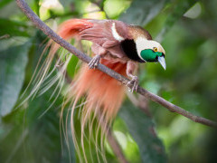 Raggiana bird of paradise in Papua New Guinea.