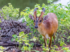 Barking deer