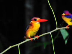 Oriental dwarf kingfisher in Borneo.