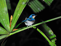 Female Malaysian blue flycatcher in Borneo.