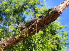 Asian water monitor near Kinabatangan river, Borneo.