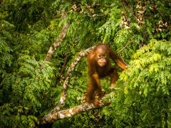 Baby orangutan in Borneo