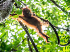 Baby orangutan in Borneo