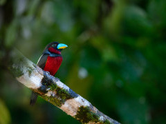Black-and-red broadbill in Borneo.