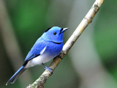 Black-naped monarch in Danum Valley, Borneo