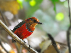 Blue-banded pitta in Danum Valley