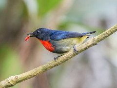 Bornean flowerpecker in Borneo