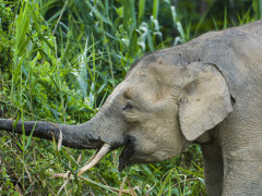 Bornean pygmy elephant.