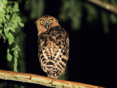 Buffy fish owl in Borneo