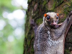 Colugo in Borneo