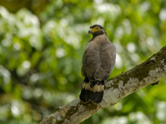 Crested serpent eagle in Borneo