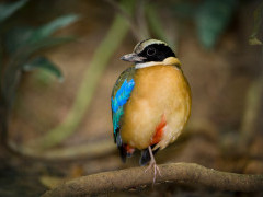 Blue-winged pitta in Borneo.