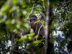 Bornean orangutan in Borneo.