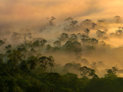 Danum Valley in Borneo.