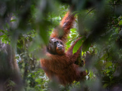 Orangutan in Borneo.