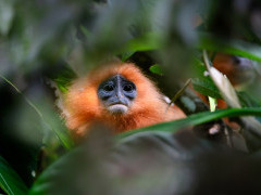Red-leaf monkey in Borneo.