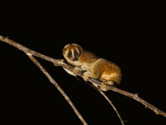 Slow loris in Borneo