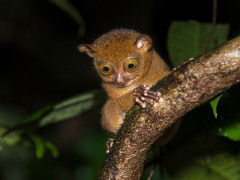 Western tarsier in Borneo.