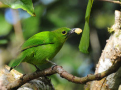 Greater green leaf bird in Danum Valley, Borneo