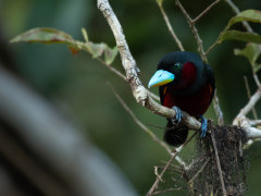 Black-and-red broadbill in Borneo.
